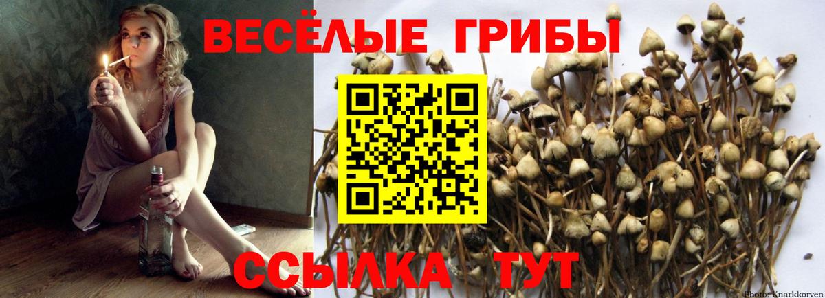Галлюциногенные грибы Psilocybe  Псилоцибиновые грибы мицелий  Назарово  Вход с VPN 
